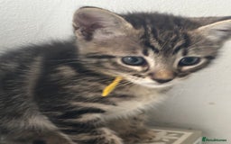 Mixed Breed cats for sale: Stunning litter of 7 kittens - Image 9