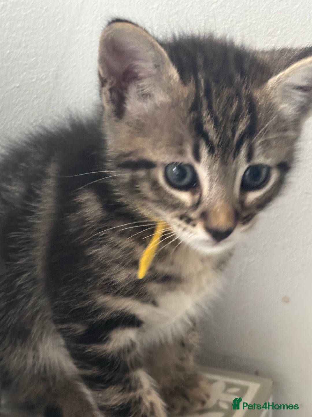 Mixed Breed cats for sale: Stunning litter of 7 kittens - Image 9