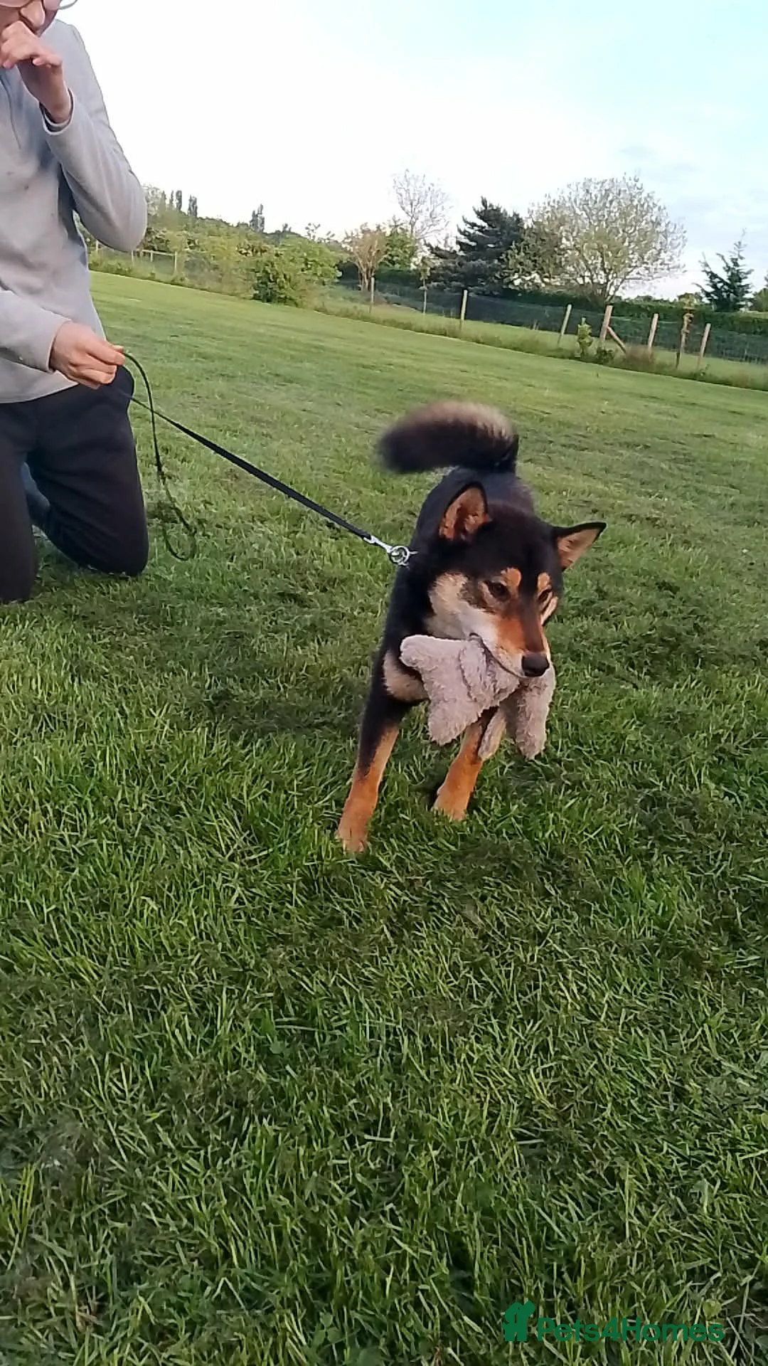 Two Male Japanese Shiba Inu-black & tan/also a red for sale in