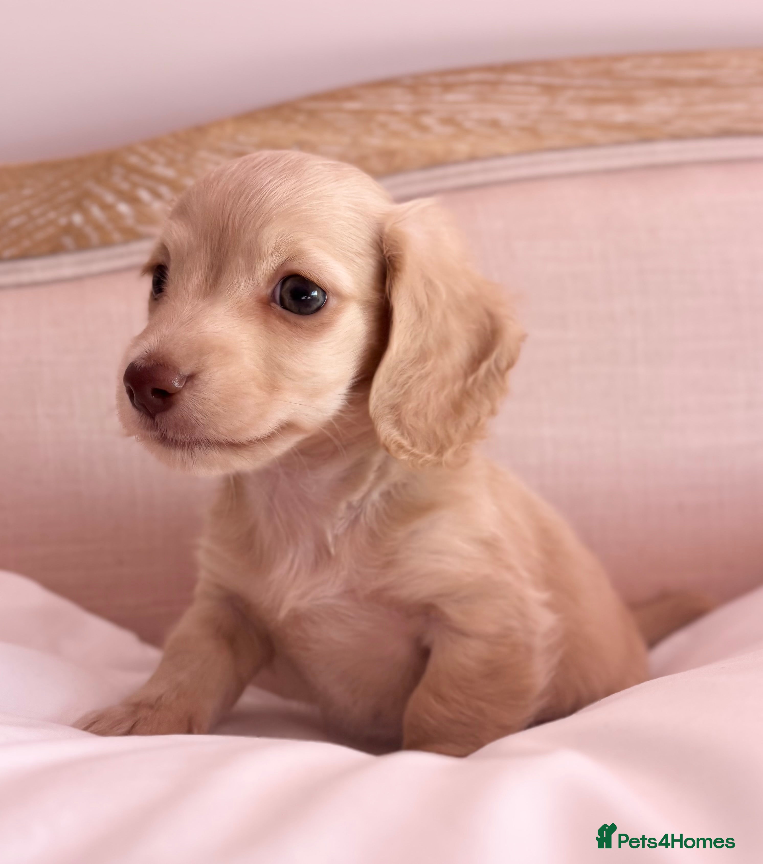 Miniature Dachshund dogs KC 🐶 Miniature Long Haired Cream Dachshund 🐶  - Advert 9