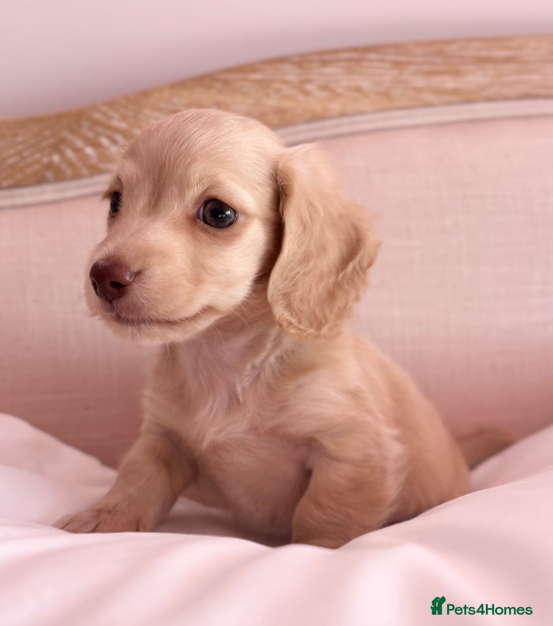 Miniature Dachshund dogs for sale: KC 🐶 Miniature Long Haired Cream Dachshund 🐶  - Advert 22