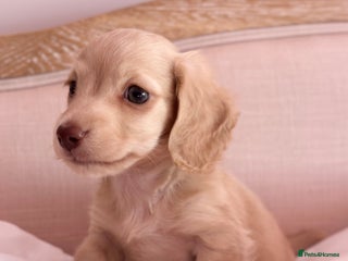 Miniature Dachshund dogs KC 🐶 Miniature Long Haired Cream Dachshund 🐶 - Advert 6