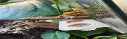 Gecko reptiles for sale: 3 female crested geckos in Liverpool - Advert 10