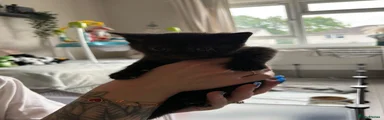 Black Female Kitten