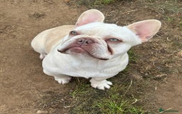 French Bulldog dogs for sale: Hugo  - Image 3