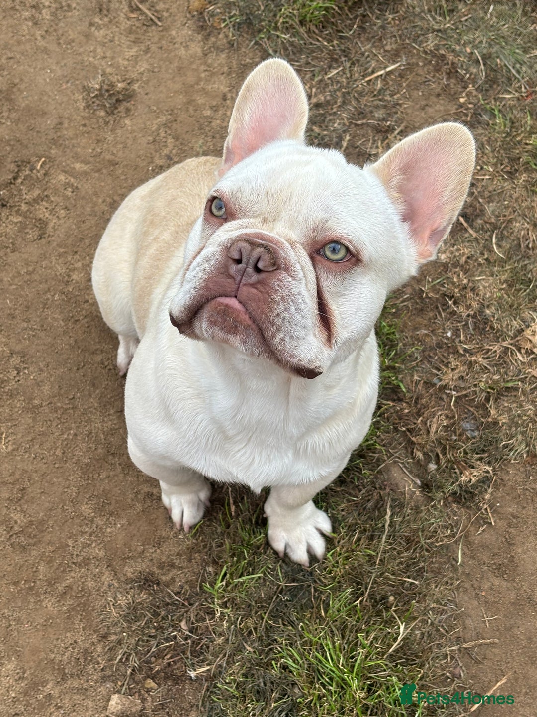 French Bulldog dogs for sale: Hugo  - Image 3