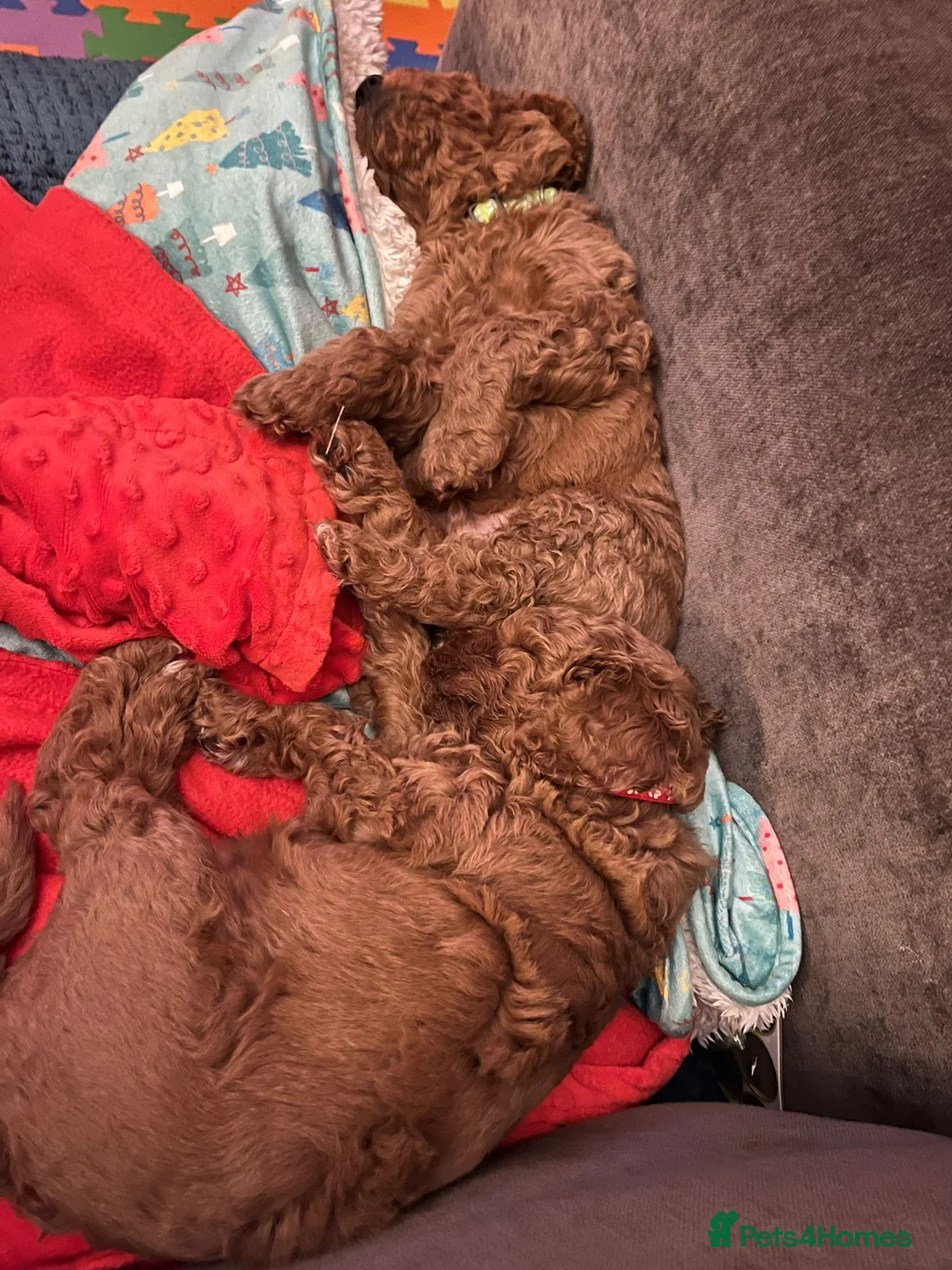 Toy Poodle dogs for stud: Beautiful Red Toy Poodle for Stud in Motherwell - Advert 13