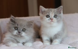 British Shorthair cats for sale: BSH/BLH Females TICA Reg  - Image 7