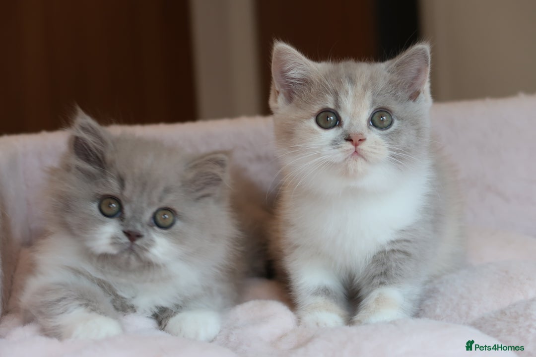 British Shorthair cats for sale: BSH/BLH Females TICA Reg  - Image 7