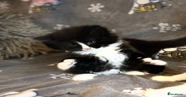 Mixed Breed cats Fluffy black and white kittens  - Advert 4