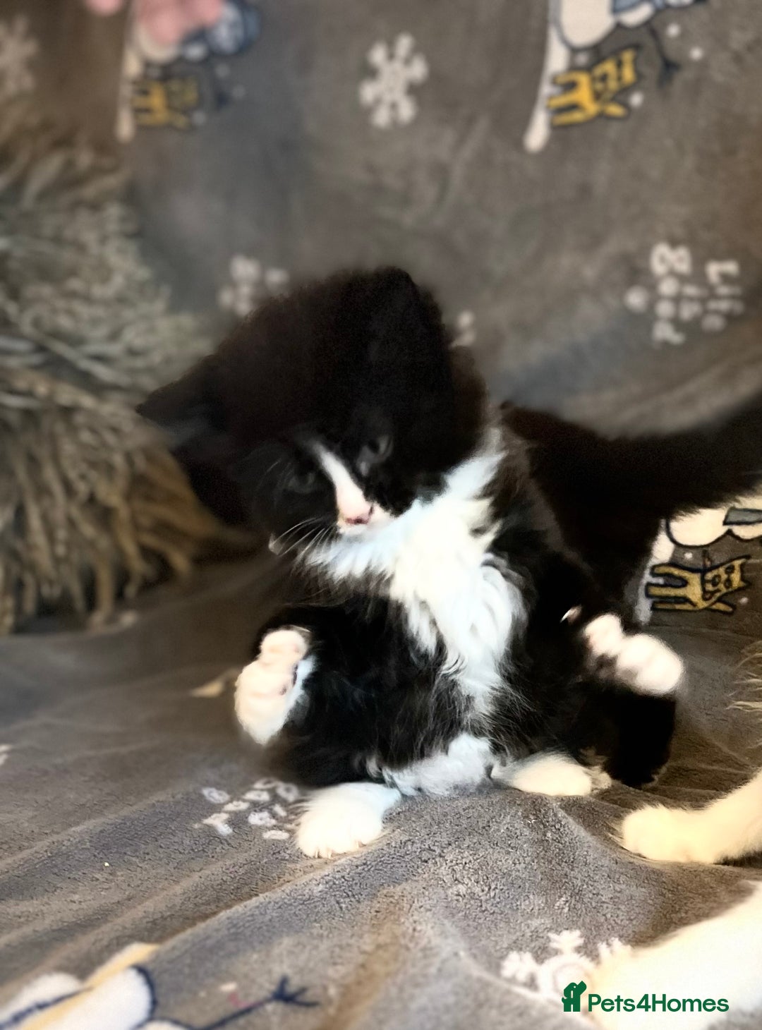 Mixed Breed cats for sale: Fluffy black and white kittens  - Advert 2