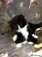 Mixed Breed cats Fluffy black and white kittens - Advert 16