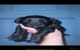 Mixed Breed dogs for sale: 4 Gorgeous Cocker Spaniel Cross Border Collies - Image 10