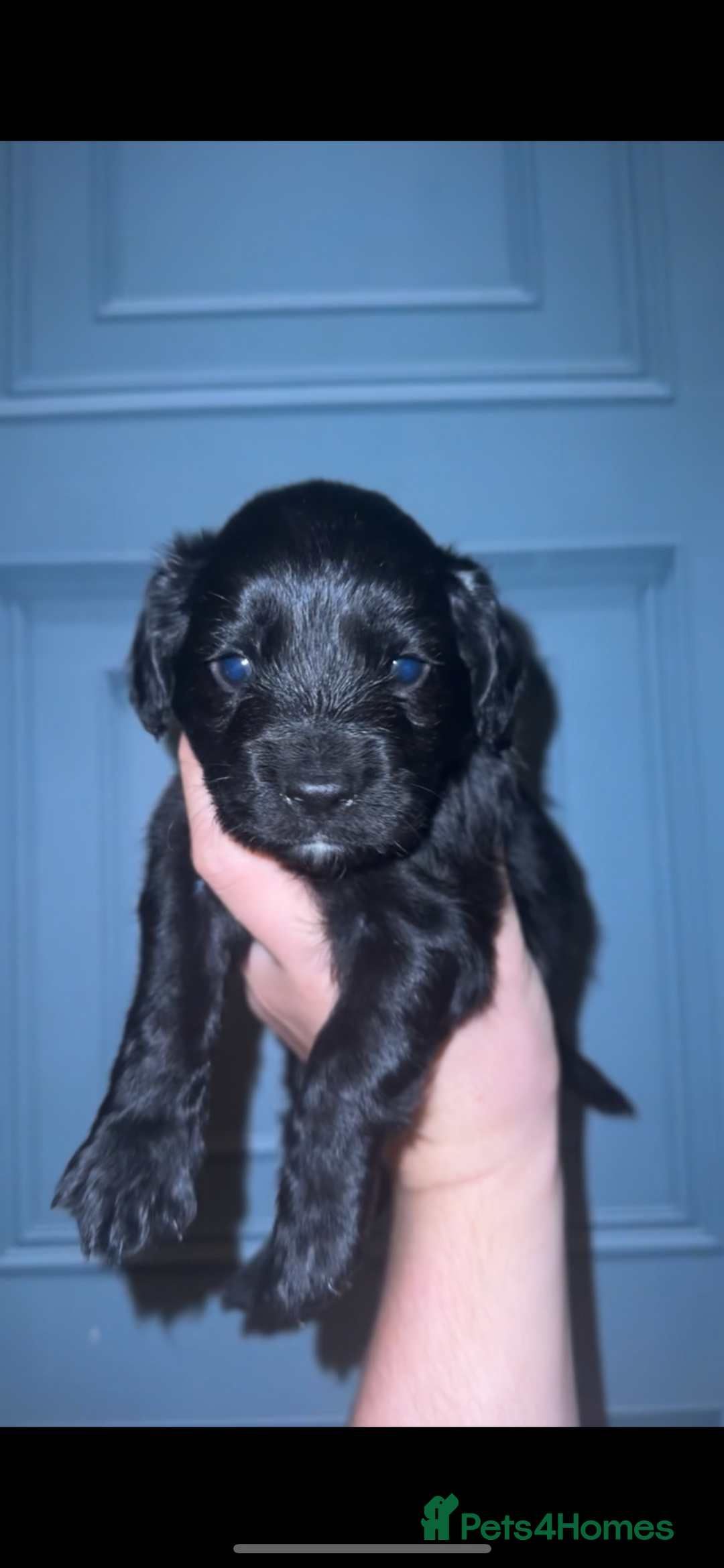 Mixed Breed dogs for sale: 4 Gorgeous Cocker Spaniel Cross Border Collies - Image 10