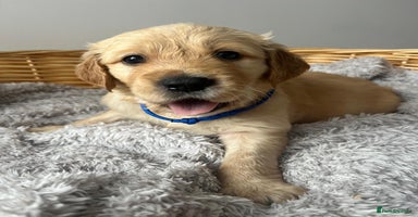 Golden Retriever dogs - Advert 4
