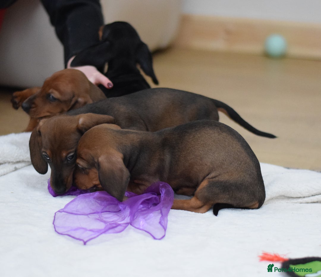 Miniature Dachshund dogs for sale: 🌟Gorgeous Miniature Dachshunds🌟 - Advert 30