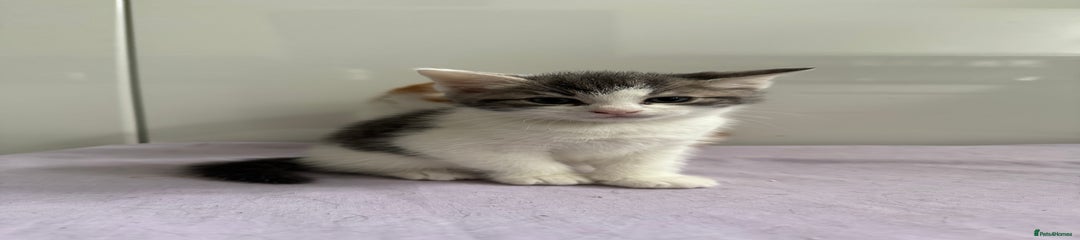 Kitten 1