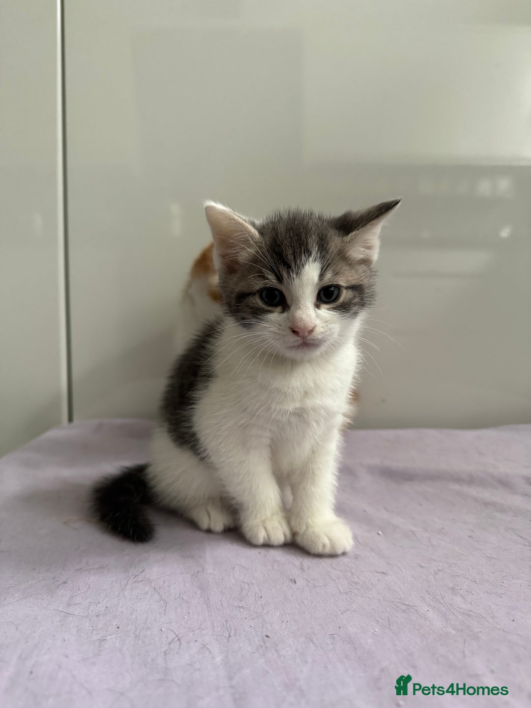 Mixed Breed cats for sale: 4 gorgeous ginger and grey kittens - Image 2
