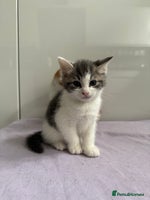 Mixed Breed cats - Advert 4