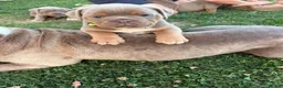 Olde English Bulldogge dogs for sale:  Olde English Bulldog Puppies L - Advert 9