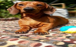Dachshund dogs for stud: Beautiful Red Dachshund for Stud ONLY - Image 11