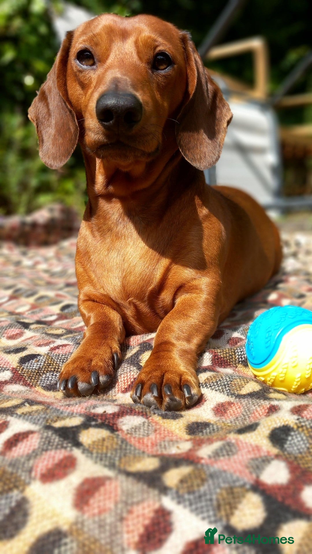 Dachshund dogs for stud: Beautiful Red Dachshund for Stud ONLY - Image 11
