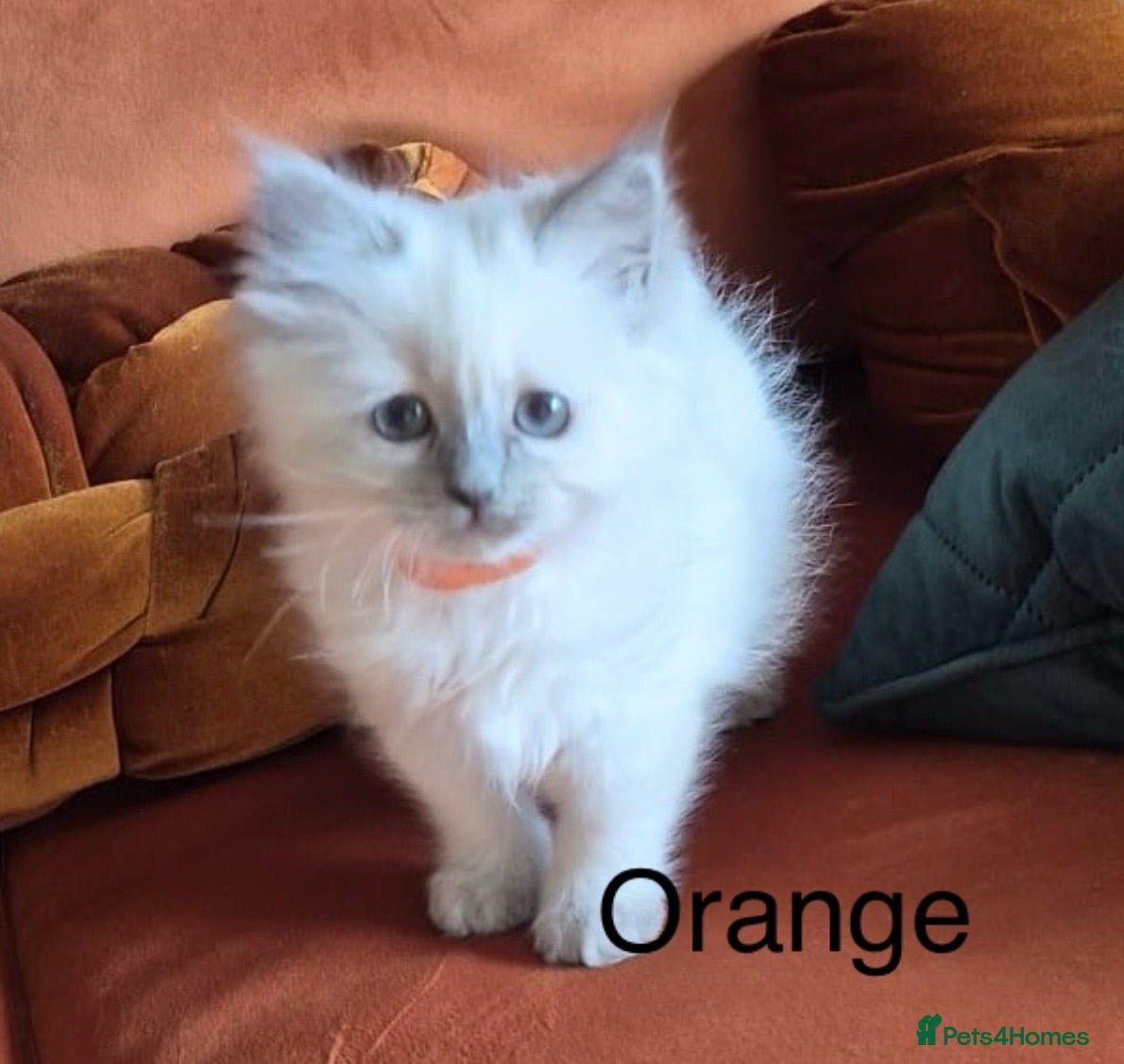 Ragdoll cats Grey Point Ragdoll Kittens - Advert 1