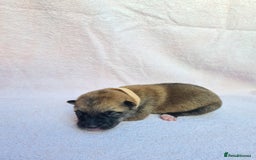 Mixed Breed dogs for sale: Czech Wolfdog × Akita/Malamute Puppies - Image 16