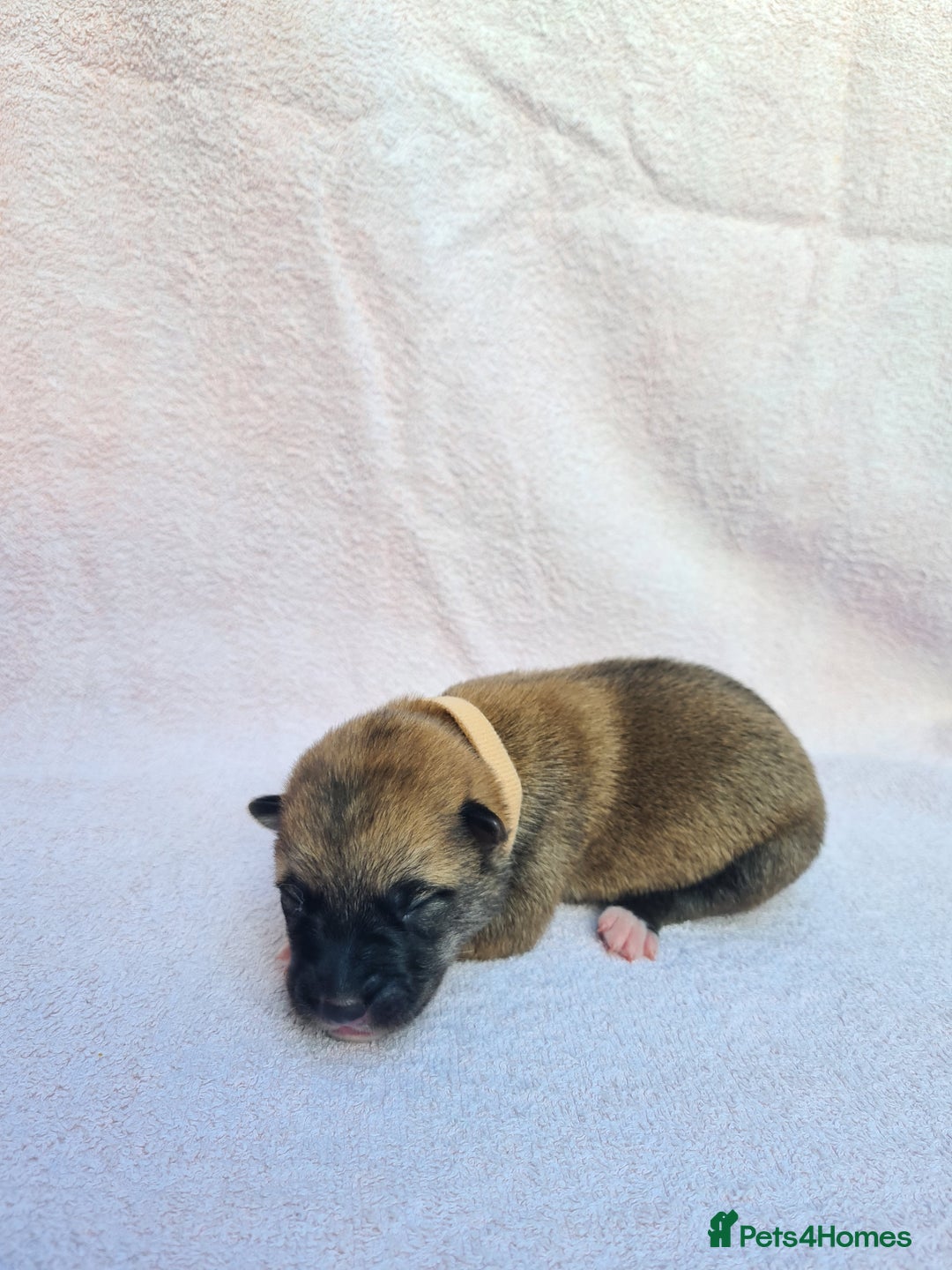 Mixed Breed dogs for sale: Czech Wolfdog × Akita/Malamute Puppies - Image 16