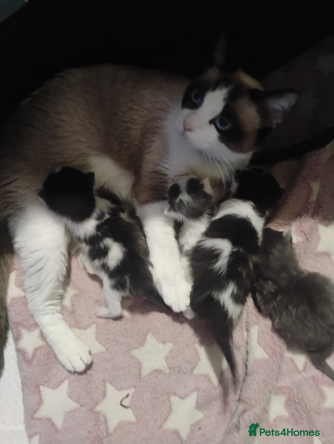 Ragcoon cats for sale: Rogcoon kittens - Advert 2