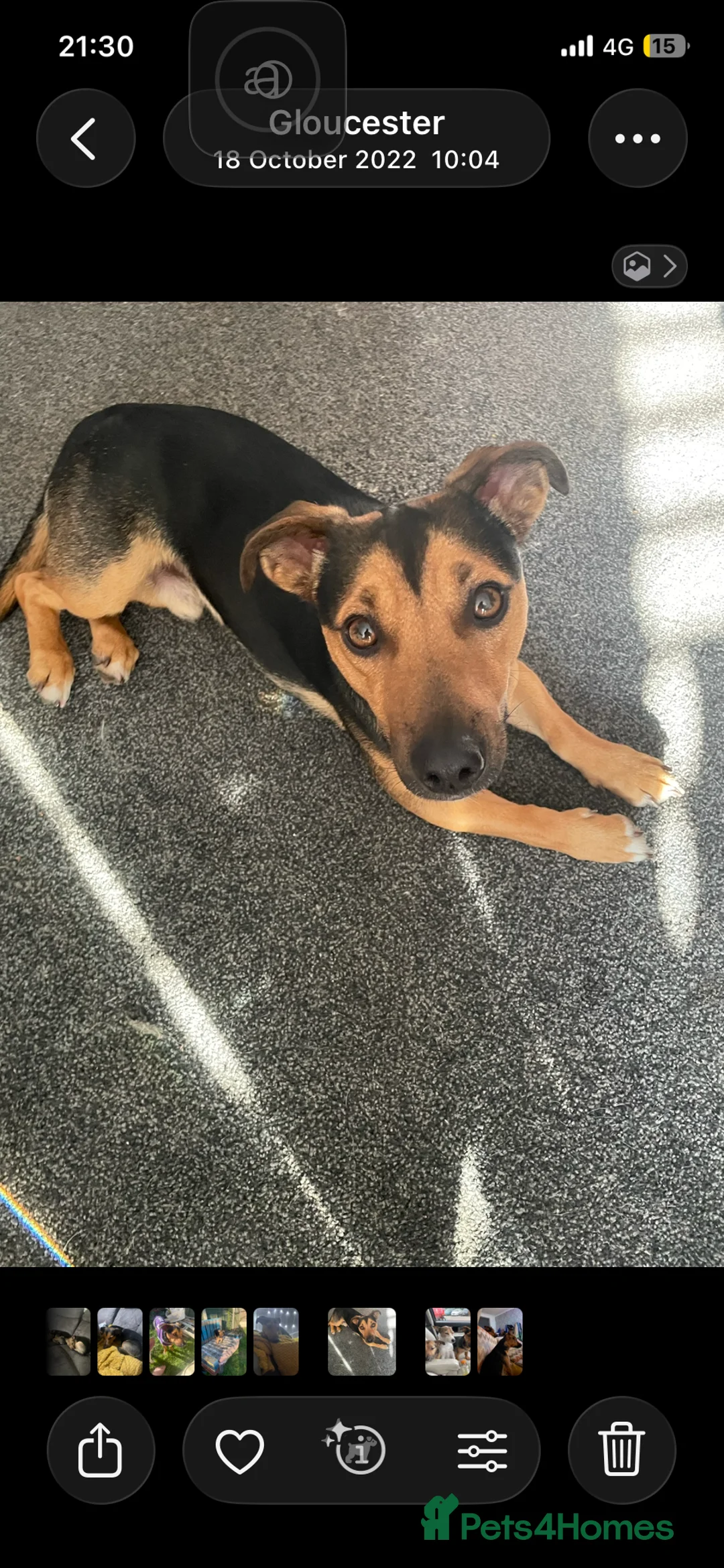 Jack Russell dogs for stud: Tank son of Louis of much wenlock  - Advert 2