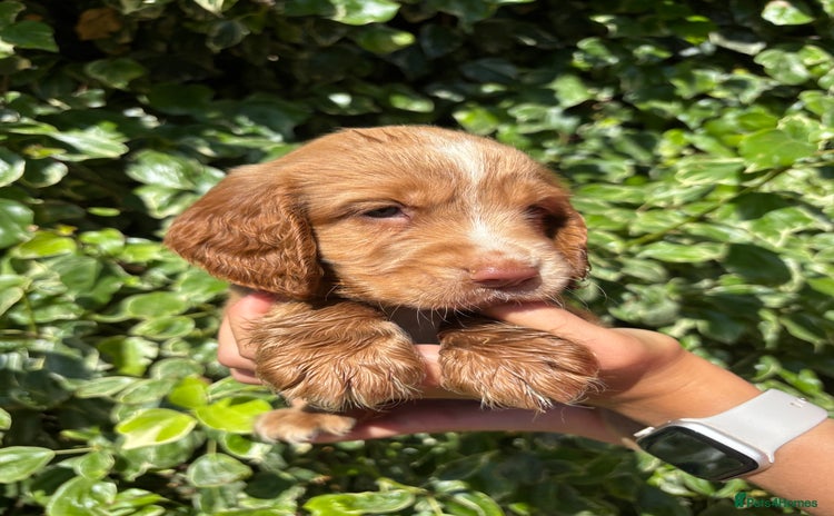 Cocker Spaniel dogs - Advert 9