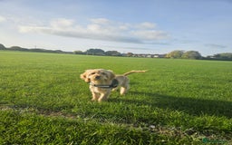 Cockapoo dogs for sale: Cockerpoo  - Image 20