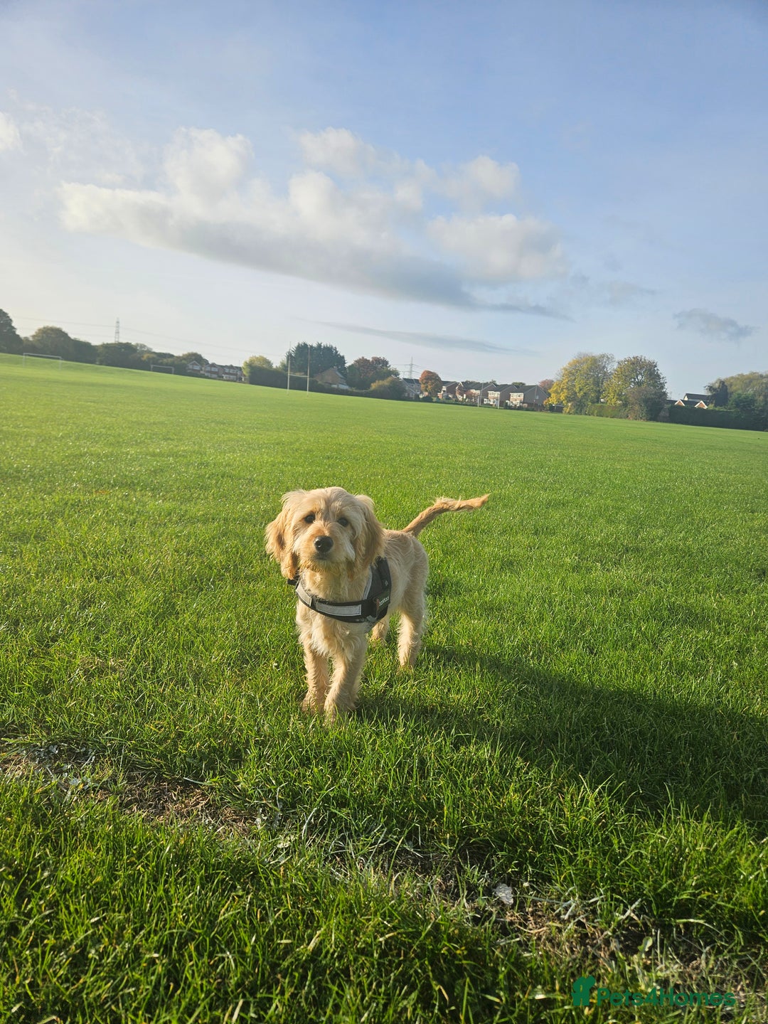 Cockapoo dogs for sale: Cockerpoo  - Image 20
