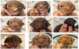 Cockapoo dogs for sale: stunning merle cockapoo puppies, ready 21st august - Image 1