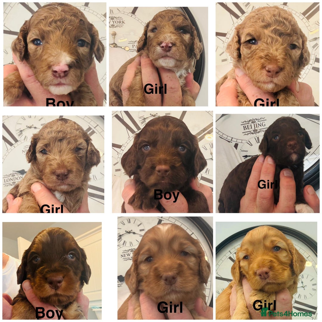 Cockapoo dogs for sale: stunning merle cockapoo puppies, ready 21st august - Image 1