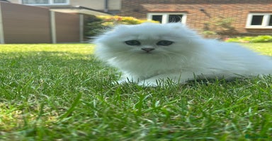 Scottish Fold cats - Advert 3