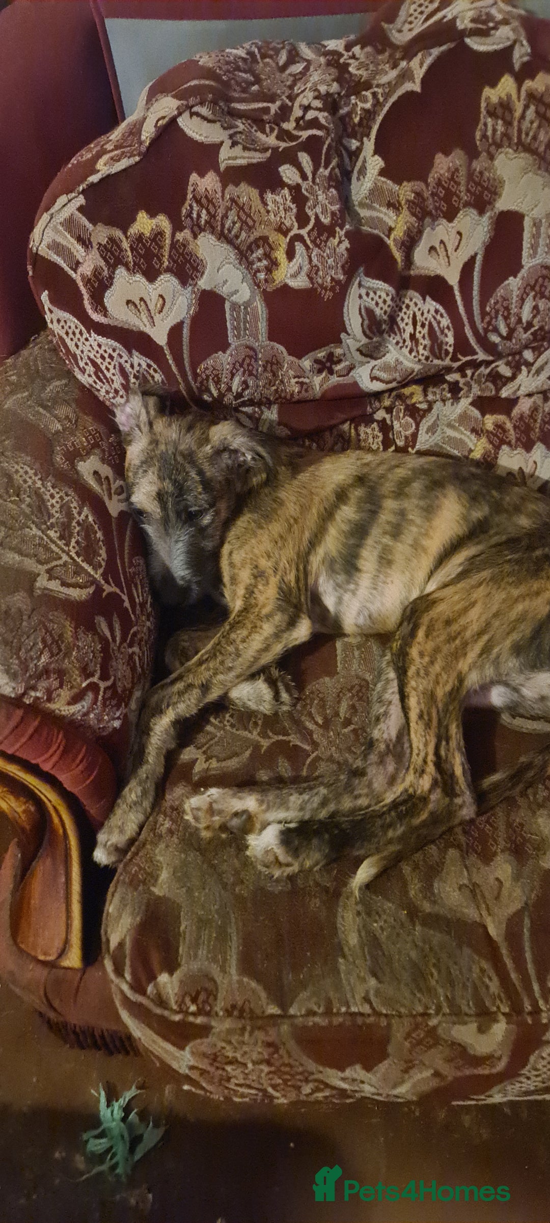 Lurcher dogs for sale: 3 male brindle Lurcher puppies for urgent sale - Advert 7