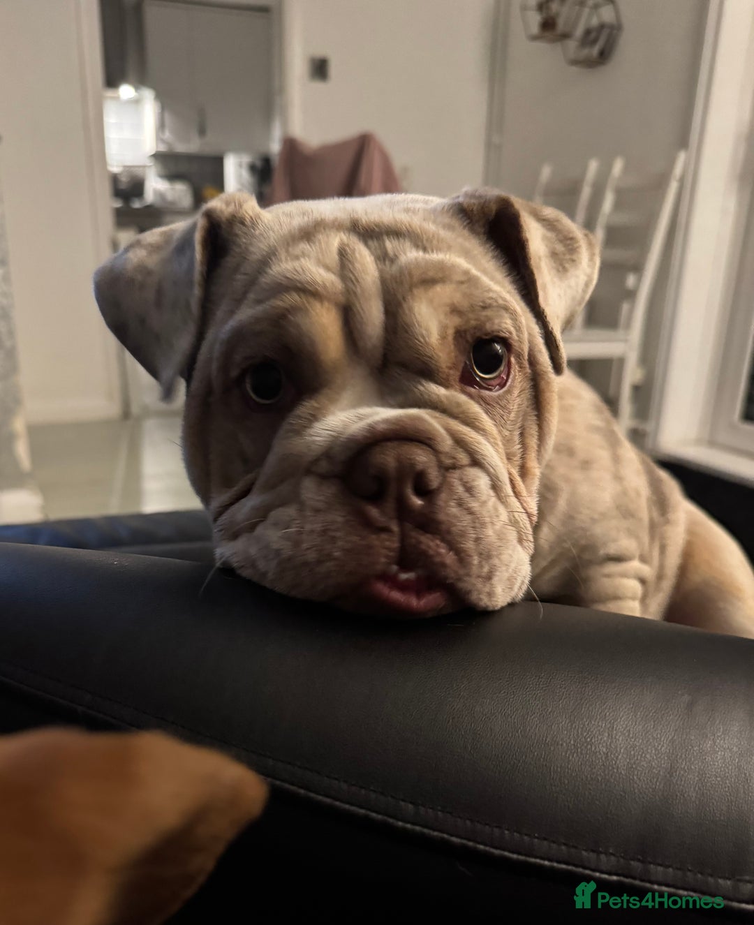 English Bulldog dogs for sale: Beautiful English Bulldog  - Advert 8