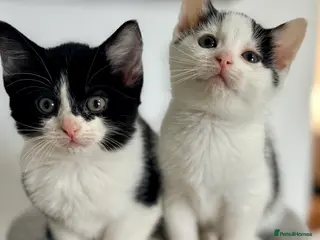 Mixed Breed cats Six loveable kittens - Advert 3