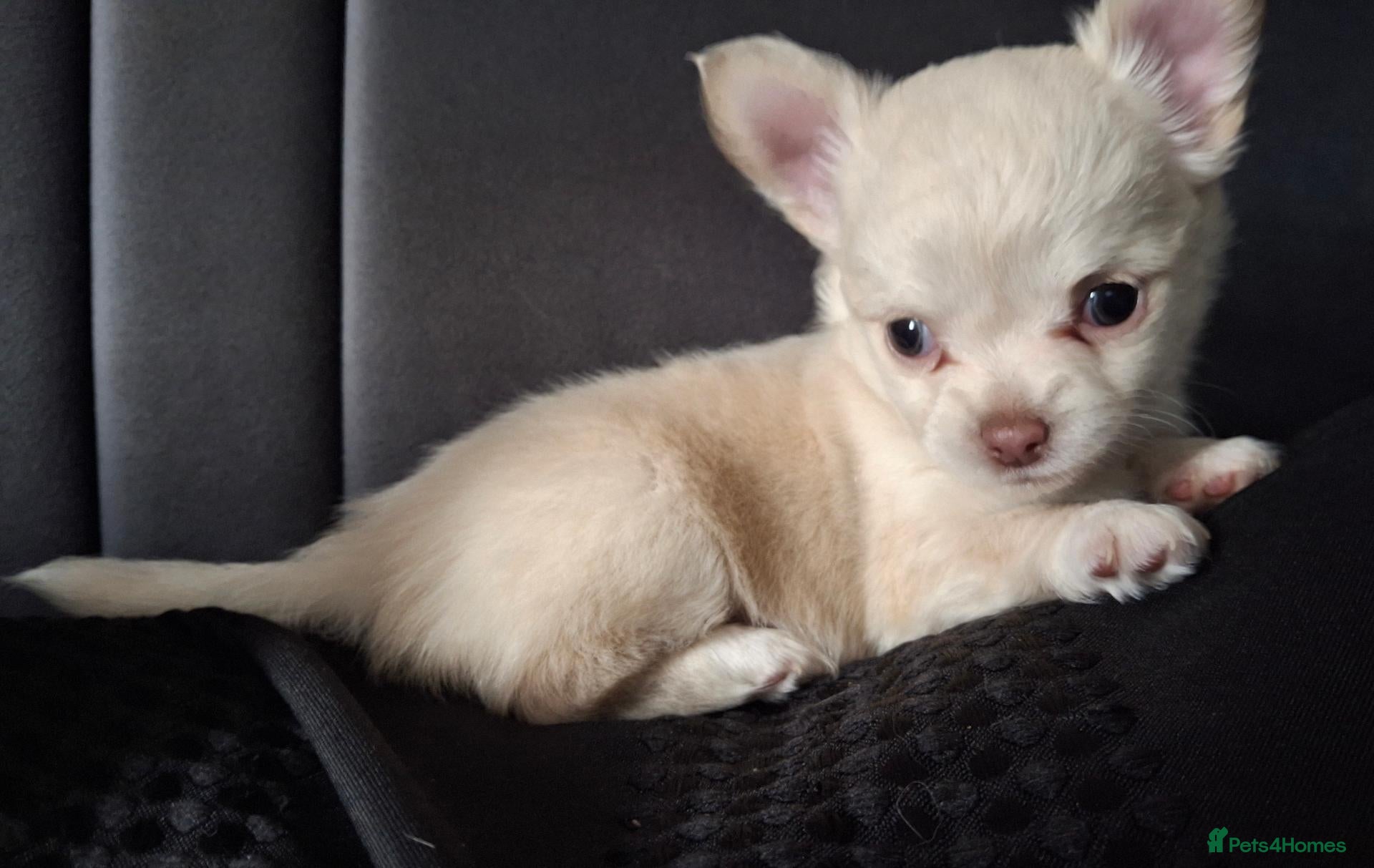 Chihuahua dogs White chihuahua boy for sale  - Advert 3