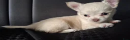 Chihuahua dogs for sale: 3 chihuahua boys for sale  in Kettering - Advert 5
