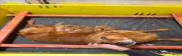 Golden Retriever dogs for sale: FOX RED KC  GOLDEN RETRIEVERS HEATH TESTED  - Advert 2