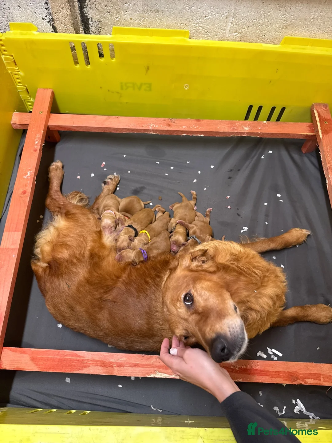 Golden Retriever dogs for sale: FOX RED KC  GOLDEN RETRIEVERS HEATH TESTED  - Advert 2