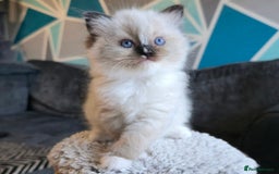 Ragdoll cats for sale: 5 Adorable Ragdoll Kittens - Ready now ✨️ in Billericay - Image 17