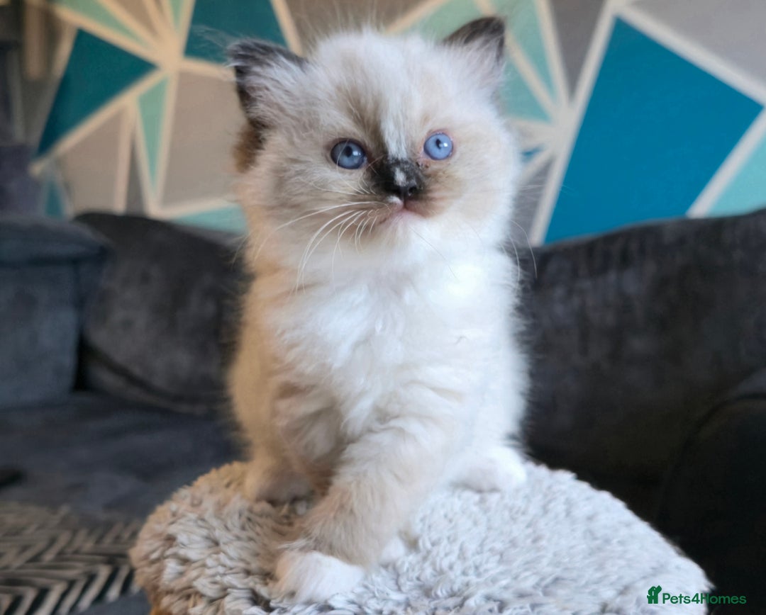 Ragdoll cats for sale: 5 Adorable Ragdoll Kittens - Ready now ✨️ in Billericay - Image 17