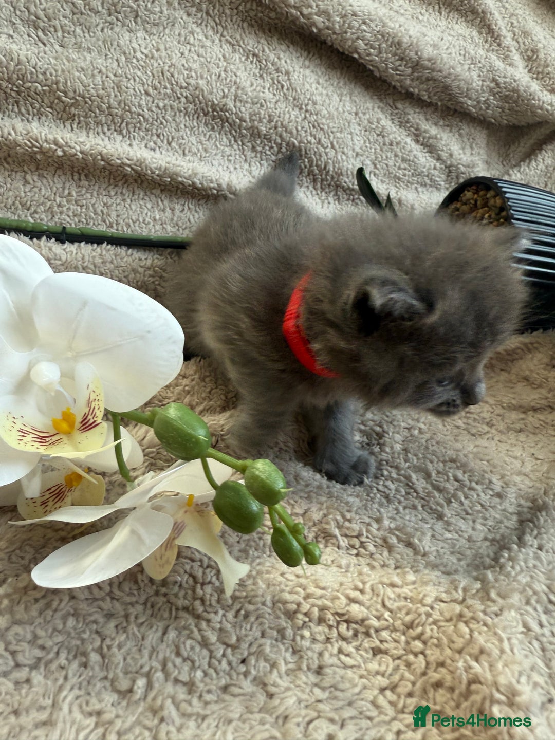 Maine Coon cats for sale: Adorable Blue Maine coon kittens - Image 6