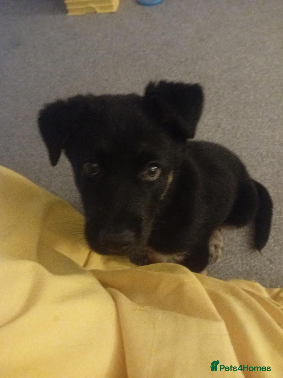 German Shepherd dogs for sale: German shepherd puppy beautiful  - Advert 5