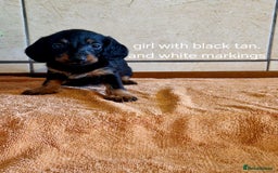 Doxiepoo dogs for sale: 9 beautiful doxiepoo puppies for sale  - Image 4