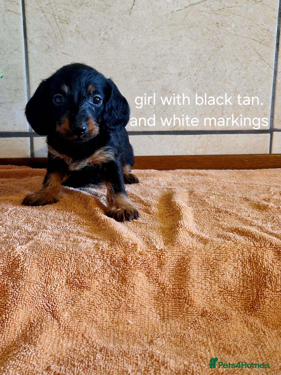 Doxiepoo dogs for sale: 9 beautiful doxiepoo puppies for sale  - Image 4